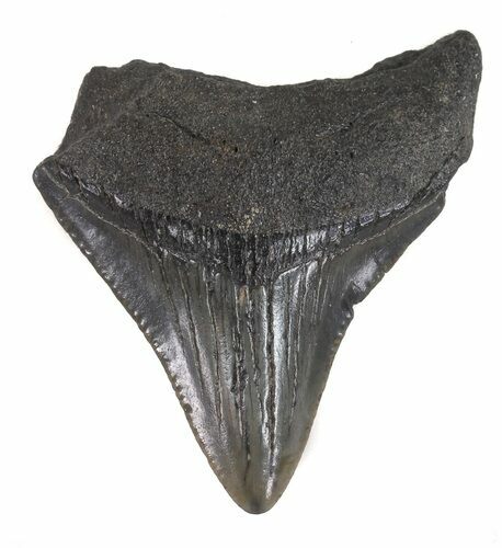 Bargain, Juvenile Megalodon Tooth - South Carolina #48873